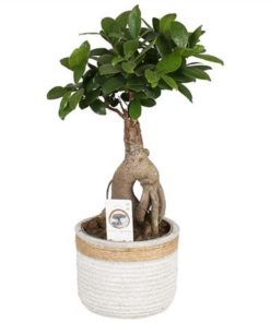 Fic Mi Ginseng In Ceramic Concrete Rope