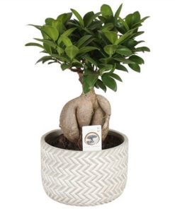 Fic Mi Ginseng In Ceramic Concrete