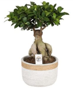 Fic Mi Ginseng In Ceramic Concrete Rope