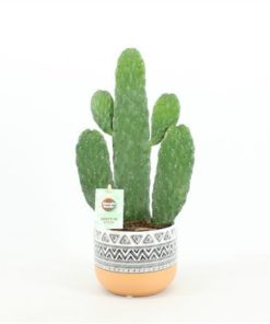 Opuntia In New Azteca Pot