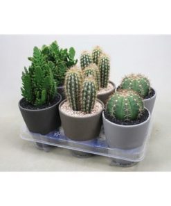Cactus Mix In Dark Color Pot