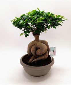 Fic Mi Ginseng Bonsai