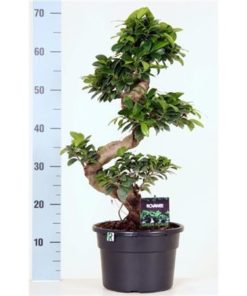 Fic Mi Ginseng In Pot Black