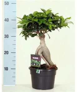 Fic Mi Ginseng In Pot Black