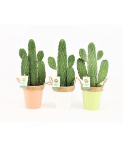 Opuntia In Zink Pot Mix