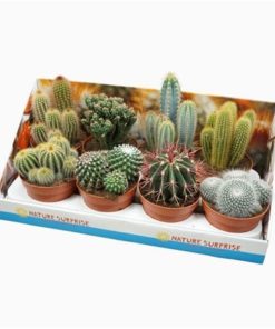 Cactus Mix In Showbox