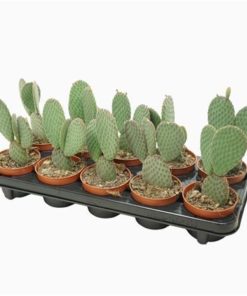 Opuntia Microdasys