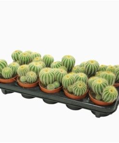 Parodia Warasii Eriocactus