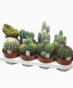 Cactus Mix With Photo Etiket