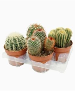 Cactus Mix