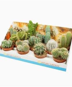Cactus Mix In Showbox