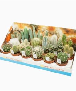 Cactus Mix With Photo Etiket In Showbox