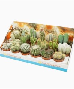 Cactus Mix In Showbox