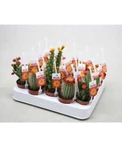 Cactus Mix With Straw Flowers