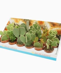 Opuntia Mix In Showbox