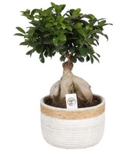 Fic Mi Ginseng In Ceramic Concrete Rope
