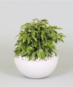 Ficus Kinky In Ceramic Bowl