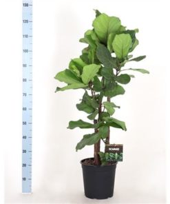Ficus Lyrata