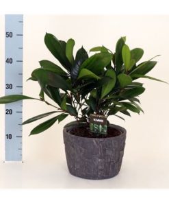 Fic El Cyathistipula In Leistone Pot