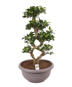 Fic Mi Ginseng 8 Shape In Pot Plastic