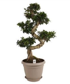 Fic Mi Ginseng S Shape In Taupe Deco Pot