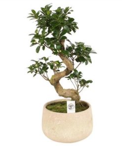 Fic Mi Ginseng S Shape In Ceramic Sandlook