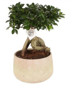 Fic Mi Ginseng Sphere Shape In Ceramic Sandlook