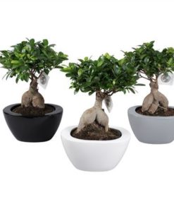 Fic Mi Ginseng In Ceramic Folded Color Mix