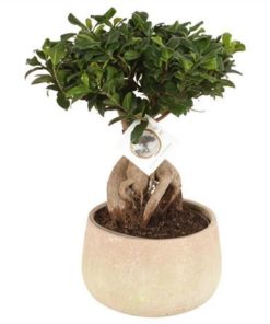 Fic Mi Ginseng Sphere Shape In Ceramic Sandlook