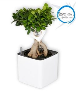 Fic Mi Ginseng In Easy Care Pot White