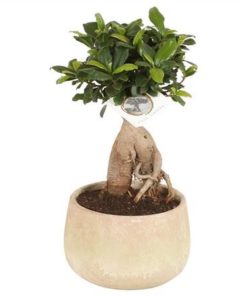 Fic Mi Ginseng Sphere Shape In Ceramic Sandlook