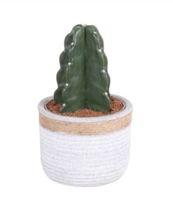 Cactus Cuddle In Ceramic With Rope