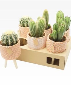 Cactus Mix In Ceramic Cement Terracotta On Feets