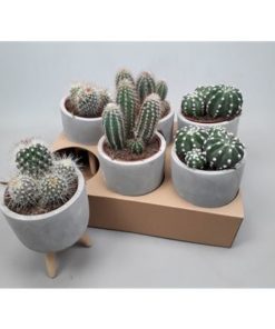 Cactus Mix In Ceramic On Feets