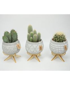 Cactus Mix In Ceramic Cement Luna On Feets