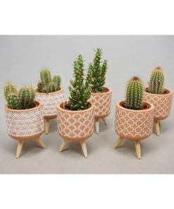 Cactus Mix In Ceramic On Feets
