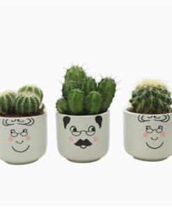 Cactus Mix In Ceramic Family Grandma Grandpa