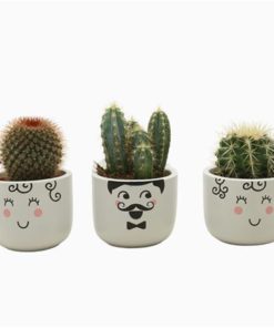 Cactus Mix In Ceramic Family Mom Dad