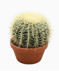 Echinoc Grusonii