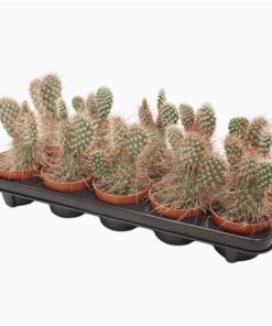 Opuntia Erinacea