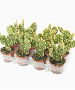 Opuntia Mi Pallida