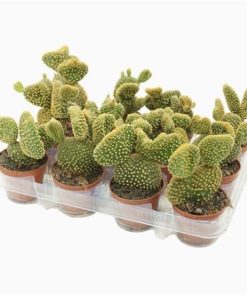 Opuntia Mi Cristata