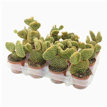 Opuntia Mi Cristata