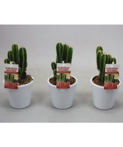 Cere Florida In Ceramic White