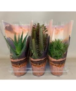 Cactus Mix Dessert In Sleeve