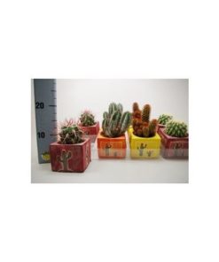 Cactus Mix In Square Decor Pot