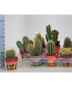 Cactus Mix In Decor Pot