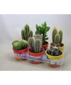 Cactus Mix In Decor Pot