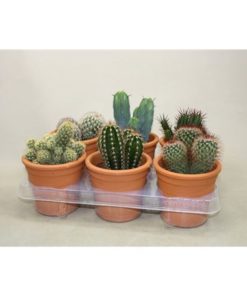Cactus Mix In Cilinder Pot