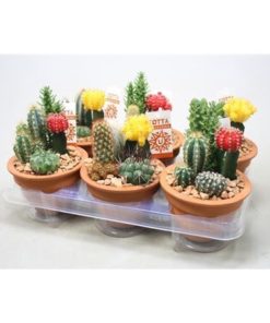 Gymno Mix In Terracotta Pot